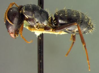 Media type: image; Entomology 22841   Aspect: habitus lateral view